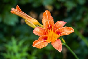 Tsp growing hope 2
