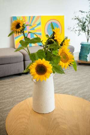 SHINE Sunflower (2)