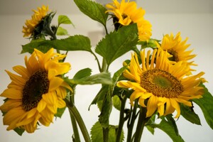 SHINE Sunflower (4)