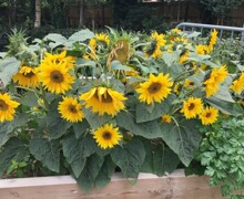 Growing hope sunflowers 2